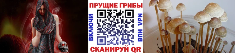 наркошоп  Нальчик  Галлюциногенные грибы GOLDEN TEACHER 