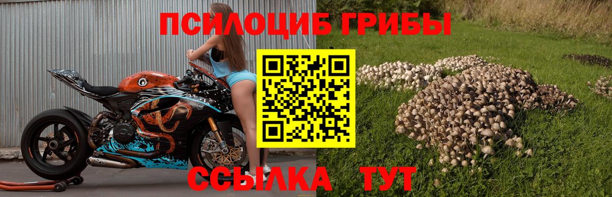 Псилоцибиновые грибы Cubensis Нальчик